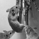 Mice climbing on keys